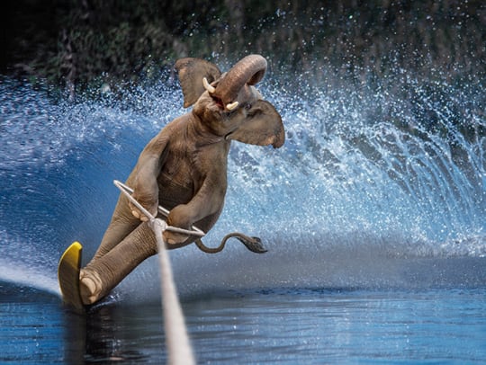 Animal Competitions: Real or Fake? - 2 - Elephant Water Skiing